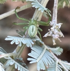 Lehtinelagia prasina (Leek-green flower spider) at Braddon, ACT - 27 Jan 2023 by Hejor1