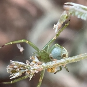 Lehtinelagia prasina at Braddon, ACT - 27 Jan 2023 05:31 PM