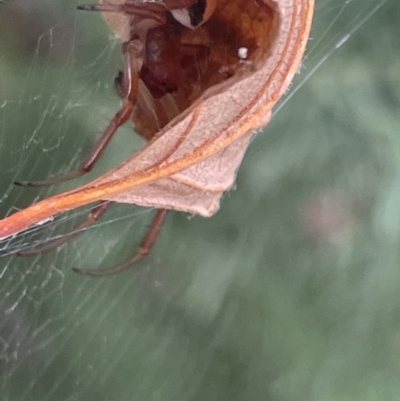 Deliochus sp. (genus) (A leaf curling spider) at Lake Burley Griffin West - 22 Jan 2023 by Hejor1