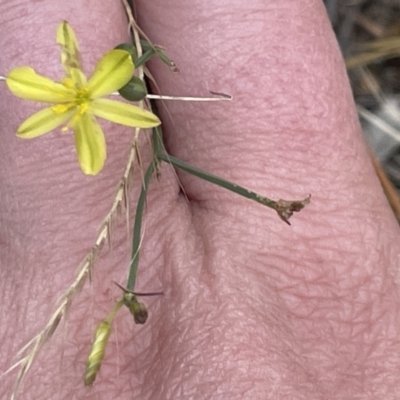 Tricoryne elatior (Yellow Rush Lily) at Lake Burley Griffin West - 22 Jan 2023 by Hejor1