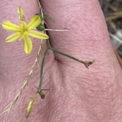 Tricoryne elatior (Yellow Rush Lily) at Yarralumla, ACT - 22 Jan 2023 by Hejor1