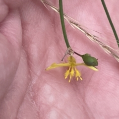 Tricoryne elatior at Yarralumla, ACT - 22 Jan 2023 03:09 PM