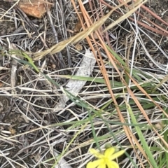 Tricoryne elatior at Yarralumla, ACT - 22 Jan 2023 03:09 PM