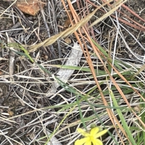 Tricoryne elatior at Yarralumla, ACT - 22 Jan 2023 03:09 PM