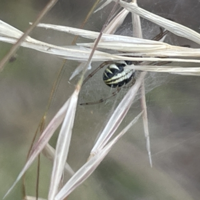 Phonognatha graeffei (Leaf Curling Spider) at Lake Burley Griffin West - 22 Jan 2023 by Hejor1