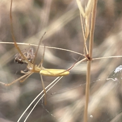 Tetragnatha sp. (genus) (Long-jawed spider) at Lake Burley Griffin West - 22 Jan 2023 by Hejor1