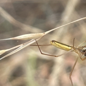 Tetragnatha sp. (genus) at Yarralumla, ACT - 22 Jan 2023