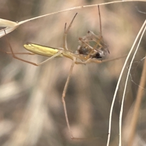 Tetragnatha sp. (genus) at Yarralumla, ACT - 22 Jan 2023