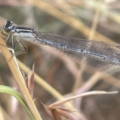 Ischnura heterosticta (Common Bluetail Damselfly) at Yarralumla, ACT - 22 Jan 2023 by Hejor1