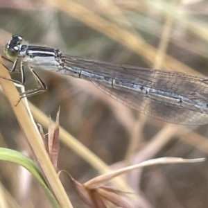 Ischnura heterosticta at Yarralumla, ACT - 22 Jan 2023