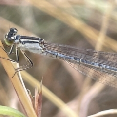 Ischnura heterosticta at Yarralumla, ACT - 22 Jan 2023 03:05 PM