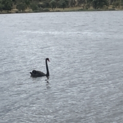 Cygnus atratus (Black Swan) at Lake Burley Griffin West - 22 Jan 2023 by Hejor1