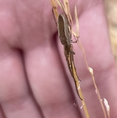 Tetragnatha sp. (genus) (Long-jawed spider) at Lake Burley Griffin West - 22 Jan 2023 by Hejor1