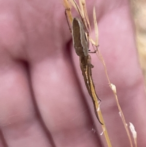 Tetragnatha sp. (genus) at Yarralumla, ACT - 22 Jan 2023