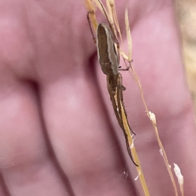 Tetragnatha sp. (genus) (Long-jawed spider) at Lake Burley Griffin West - 22 Jan 2023 by Hejor1