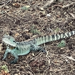 Intellagama lesueurii howittii (Gippsland Water Dragon) at Yarralumla, ACT - 22 Jan 2023 by Hejor1