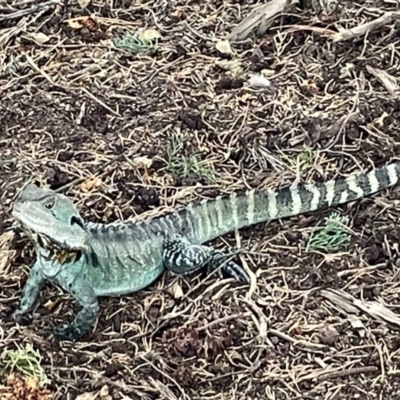 Intellagama lesueurii howittii (Gippsland Water Dragon) at Yarralumla, ACT - 22 Jan 2023 by Hejor1