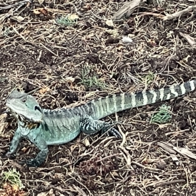 Intellagama lesueurii (Australian Water Dragon) at Lake Burley Griffin West - 22 Jan 2023 by Hejor1