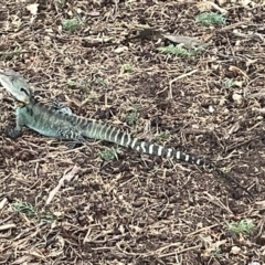 Intellagama lesueurii at Yarralumla, ACT - 22 Jan 2023