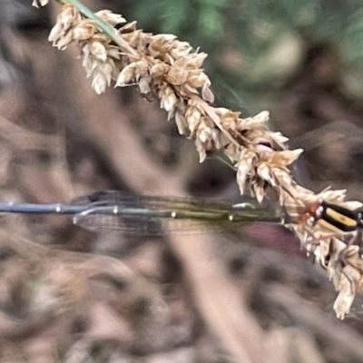 Nososticta solida (Orange Threadtail) at Lake Burley Griffin West - 22 Jan 2023 by Hejor1