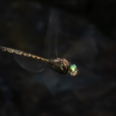 Hemicordulia australiae (Australian Emerald) at Macgregor, ACT - 27 Jan 2023 by Roger