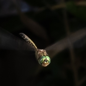 Hemicordulia australiae at Macgregor, ACT - 27 Jan 2023