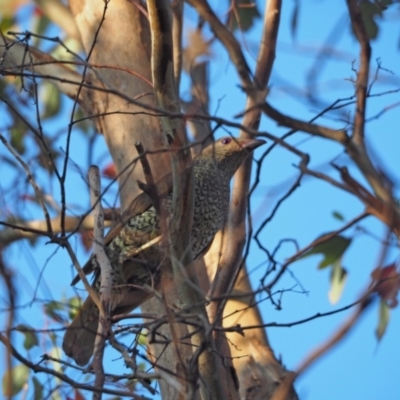 Ptilonorhynchus violaceus (Satin Bowerbird) at Undefined Area - 27 Jan 2023 by wombey