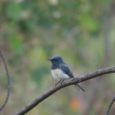 Myiagra rubecula (Leaden Flycatcher) at Woodstock Nature Reserve - 27 Jan 2023 by wombey