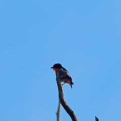 Dicaeum hirundinaceum (Mistletoebird) at Coree, ACT - 28 Jan 2023 by wombey