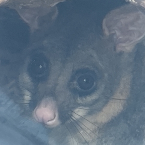 Trichosurus vulpecula at Forde, ACT - 27 Jan 2023 10:16 AM