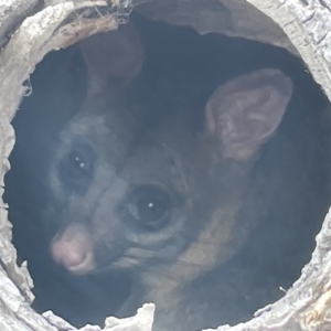 Trichosurus vulpecula at Forde, ACT - 27 Jan 2023 10:16 AM