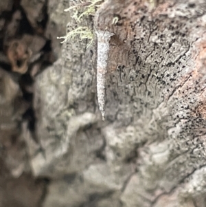 Psychidae (family) IMMATURE at Forde, ACT - 27 Jan 2023