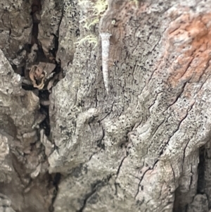 Psychidae (family) IMMATURE at Forde, ACT - 27 Jan 2023 10:17 AM