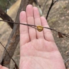 Araneae (order) (Unidentified spider) at Forde, ACT - 27 Jan 2023 by Hejor1