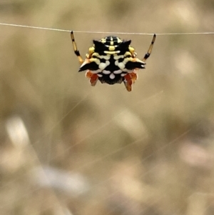 Austracantha minax at Forde, ACT - 27 Jan 2023 10:38 AM