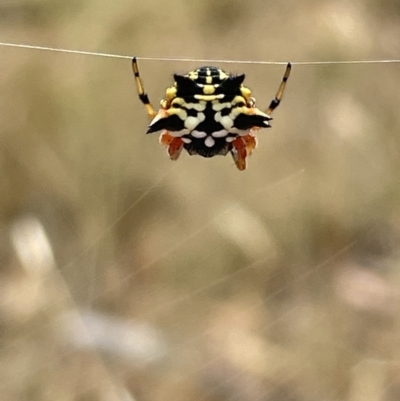 Austracantha minax (Christmas Spider, Jewel Spider) at Forde, ACT - 26 Jan 2023 by Hejor1