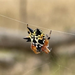 Austracantha minax at Forde, ACT - 27 Jan 2023 10:38 AM