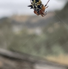 Austracantha minax at Forde, ACT - 27 Jan 2023 10:38 AM