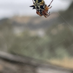 Austracantha minax at Forde, ACT - 27 Jan 2023 10:38 AM