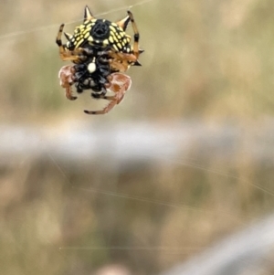 Austracantha minax at Forde, ACT - 27 Jan 2023 10:38 AM