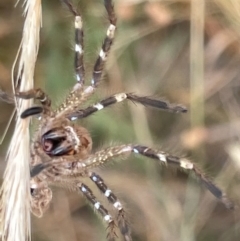 Neosparassus calligaster (Beautiful Badge Huntsman) at Forde, ACT - 27 Jan 2023 by Hejor1