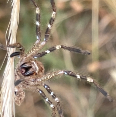 Neosparassus calligaster (Beautiful Badge Huntsman) at Forde, ACT - 26 Jan 2023 by Hejor1