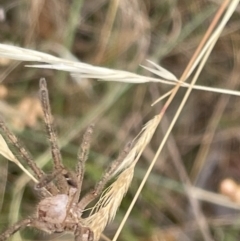 Neosparassus calligaster at Forde, ACT - 27 Jan 2023