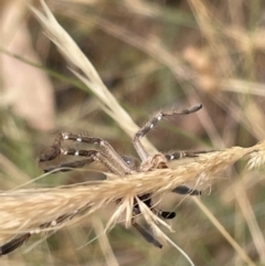 Neosparassus calligaster at Forde, ACT - 27 Jan 2023