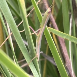 Orthodera ministralis at Forde, ACT - 27 Jan 2023 10:48 AM