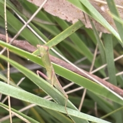 Orthodera ministralis at Forde, ACT - 27 Jan 2023 10:48 AM