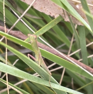 Orthodera ministralis at Forde, ACT - 27 Jan 2023 10:48 AM