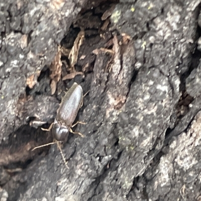 Elateridae sp. (family) (Unidentified click beetle) at Mulligans Flat - 26 Jan 2023 by Hejor1