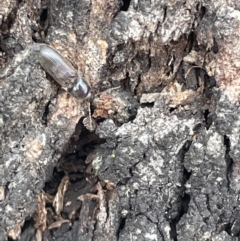 Elateridae sp. (family) at Forde, ACT - 27 Jan 2023