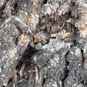 Elateridae sp. (family) at Forde, ACT - 27 Jan 2023